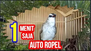 Download CUKUP SEMENIT SAJA, PANCINGAN TRUCUK INI BIKIN YANG LAIN RESPON ROPEL SEKETIKA, TERBUKTI AUTO ROPEL MP3