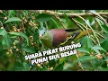 Download Lagu Suara pikat burung punai siul besar // suara burung punai bakau// terbaru dan ampuh