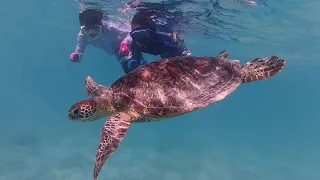 🐠海の生き物まとめ 奄美大島 2026🐢