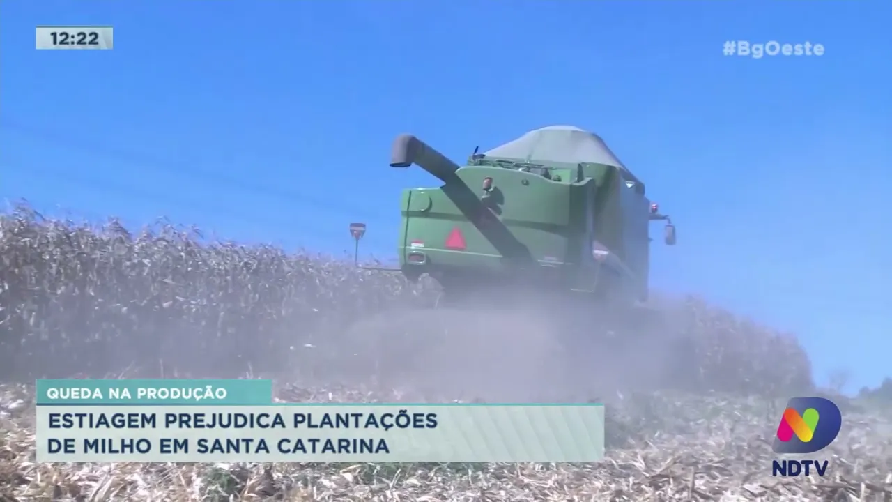Queda na produção: Estiagem prejudica plantações de milho em Santa Catarina
