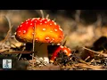 Breathtaking Fungi Beautiful Nature Scenery Relaxing Music