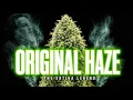 Haze The Most Important Sativa In Cannabis History