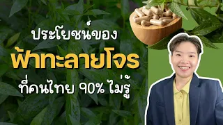 ควรกินฟ้าทลายโจรกี่เม็ดต่อวันเพื่อบรรเทาอาการปวดเข่า