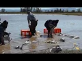 Rocket netting and banding of geese