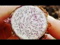 Download Lagu How to propagate Taro  #short  #malanga #taro