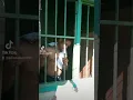 Download Lagu kaki di kepala kepala di kaki