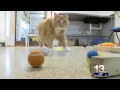 Evacuated animals fill Bitterroot Valley shelters volunteers pour in