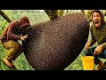 Download Lagu CHASED BY BEES: Daredevils survive the forest’s fiercest hive