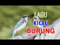 Download Lagu LAGU KICAU BURUNG  (鳥語之歌)