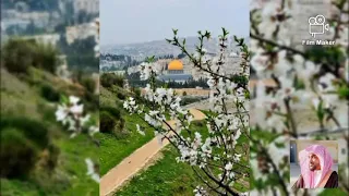 الشيخ عمير شميم سورة النساء ٩٥ ١٢٥ 