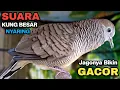 Download Lagu Perkutut Lokal GACOR Suara Kung Besar Pancingan Burung Perkutut Agar Bunyi.