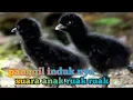 Download Lagu Suara anak ruak ruak manggil induk nya