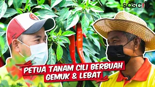 petani kongsi petua tanam cili berbuah lebat