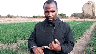 Tambua Msimu Wa Kuvuna Kitunguu Ambao Huwezi Kuingia Hasara Sokoni Bali Utatengeneza Pesa Kubwa 