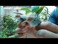 Download Lagu UNBOXING.. || RILISS  ciblex,,prenjak dan gelatik batu di kandang AVIARY