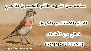 ساعه من تغريد طائر الحسون التفاحي النينو الكماتشو الحرمل Common Linnet خالي من الأخطاء 