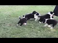 Border Collie Puppies For Sale
