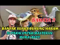 Download Lagu BURUNG INI HARAM UNTUK PEMASTERAN MURAI BATU