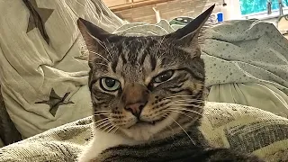 Cat aura
