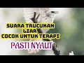 Lagu Suara Trucukan Di Alam Liar Saling Bersautan cocok untuk pancingan