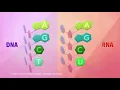 DNA and RNA - Overview of DNA and RNA