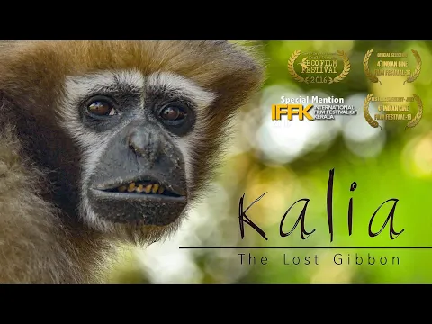 Download MP3 Kalia - The Lost Gibbon