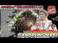 Download Lagu SHOLAWAT GANDRUNG NABI SPESIAL KEMERDEKAAN - FULL ALBUM TERBARU 2O25‼️ 17 AGUSTUS TAHUN 45