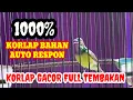Download Lagu Korlap gacor full tembakan // pancing korlap bahan agar cepat bunyi #kolibrikelapa wiceh gacor 