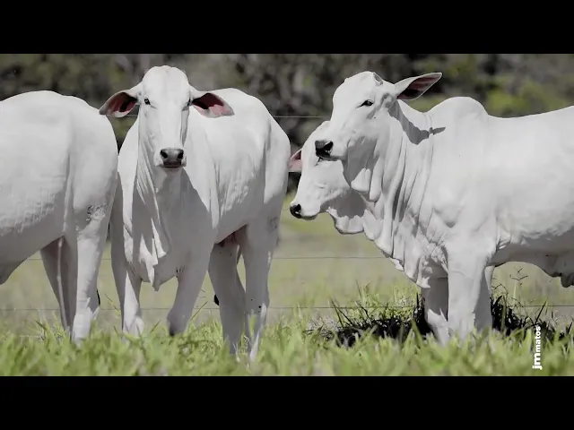 4 Novilhas Nelore P.O.