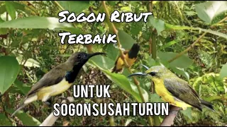 suara pikat sogon ribut terbaik untuk sogon susah turun