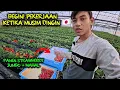 PANEN STRAWBERRY JEPANG JUMBO!! INILAH PEKERJAANKU DI PERTANIAN JEPANG!!