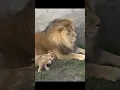 The Lion King Simba