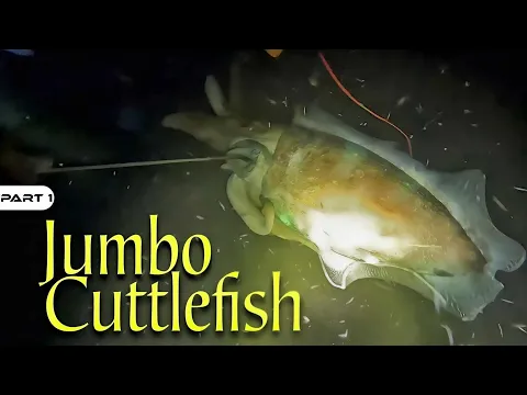 Download MP3 P1-NAKAHULI NG JUMBO CUTTLE FISH - EP1332