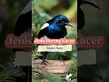 Download Lagu Jenis burung kacer #animallovers #bird #kacer #shorts #trending