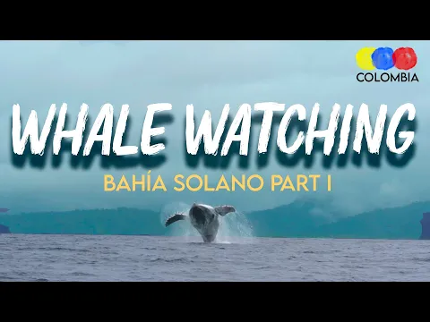 Whale Watching in Bahia Solano, Choco | Full Experience
