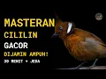 Download Lagu Cililin Gacor Asli Hutan + Suara Alam – Masteran Ampuh Burung Lomba