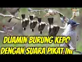 Download Lagu SUARA PIKAT KUTILANG KEJEPIT#kutilang#burungkejepit#@kangpikatdesa