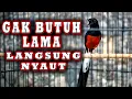 Download Lagu PANCINGAN MURAI JADIKAN burung murai  batu gacor EMOSI