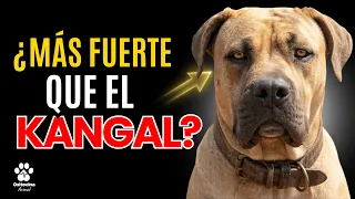 La razón por la que el BOERBOEL es la Raza más Prohibida del Mundo