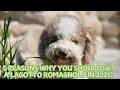 5 Reasons Why You Should Get a Lagotto Romagnolo in 2025