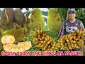 Download Lagu Dagsa hinog na langka sabay sabay ang hinog...Pagharvest ng saging sa kabilang area