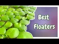Best floating plants for your betta tank