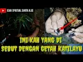 Download Lagu GETAH KILAYU(katilayu) BUKAN SEMBARANG GETAH.. INI DIA PROSES PENGAMBILAN NYA..