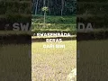 Download Lagu Desa Kaliputih, Singorojo, Kendal