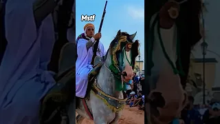 ركب لبيض سيد الشيخ 2023 فنتازيا الجزائر 815 