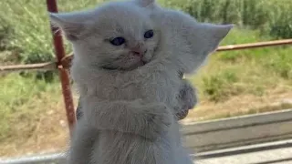           شديني                          دندنها