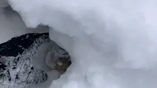 Level two snow emergency today Got my hands full