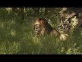 Download Lagu Blackmagic Pocket Cinema Camera 6K G2 with Tair 11a ( Knowsley Safari 2024)