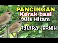Download Lagu TERAPI KERAK BASI ALIS HITAM SUARA JERNIH !!!!
