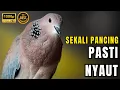 Download Lagu SUARA BURUNG TEKUKUR GACOR DOR 100% AMPUH UNTUK PIKAT DERKUKU TEKUKUR DERUK LIAR